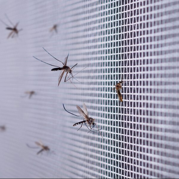 Москитная сетка